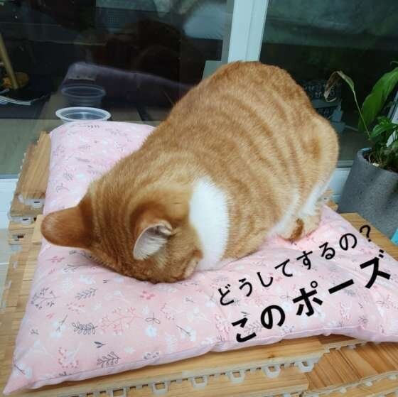 座布団の上で深々とごめん寝する猫(MIX、オス)