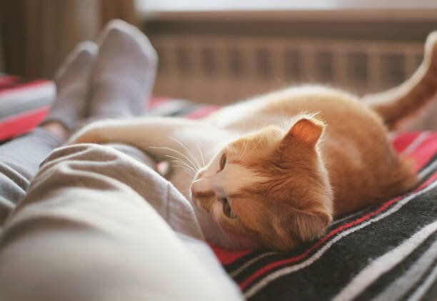 リラックスして横になっている晴れた日に窓の反対の猫ベッドします。
