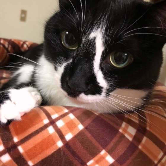 くつろぐ猫