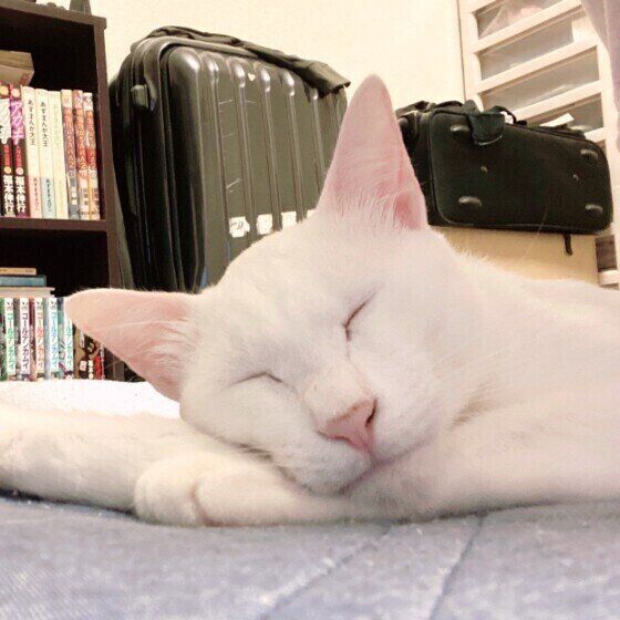 ぐっすり眠るMix