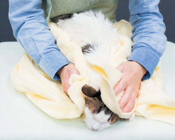 タオルで拭かれる猫