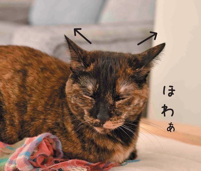 リラックス中の猫
