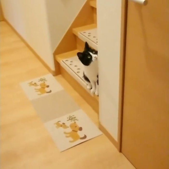 ハチワレ猫