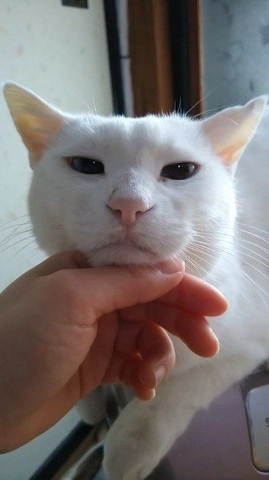 15才の白猫