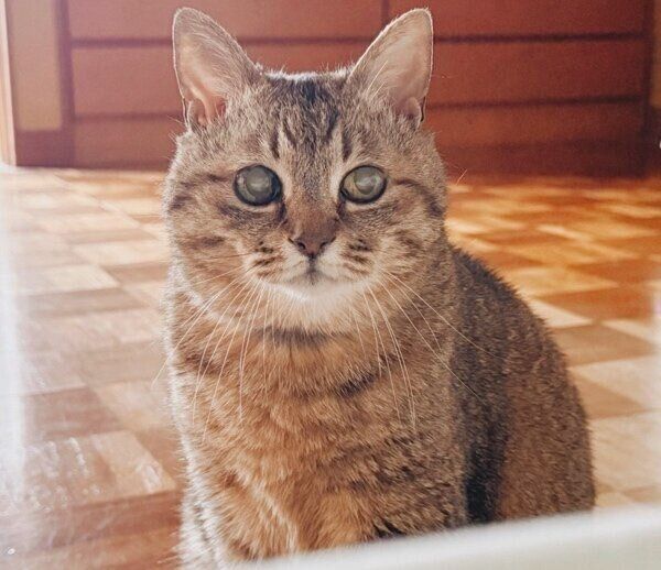 ごはんを待つまるちゃん