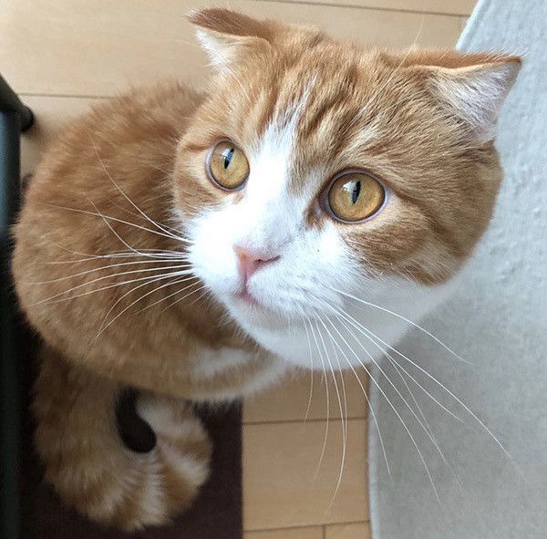 見つめるスコティッシュフォールド