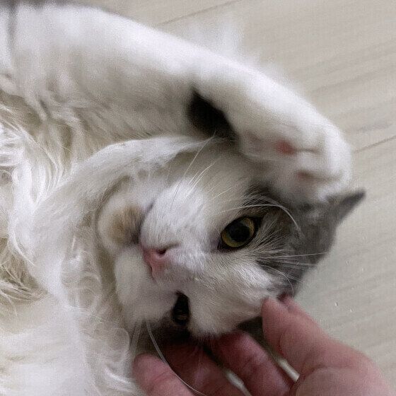 クネクネする猫