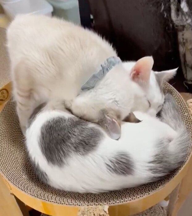 仲良く眠るうーしーくん、しゃぽくん