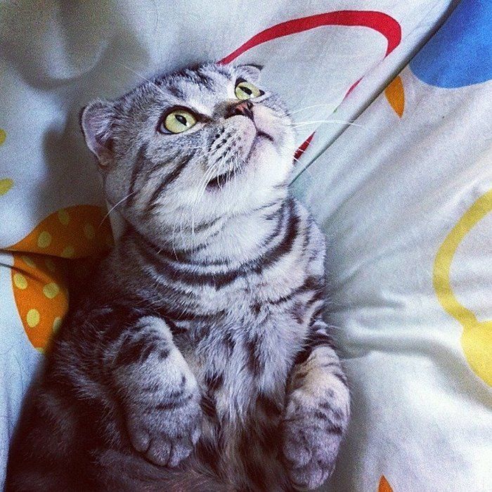 @tacos_cat