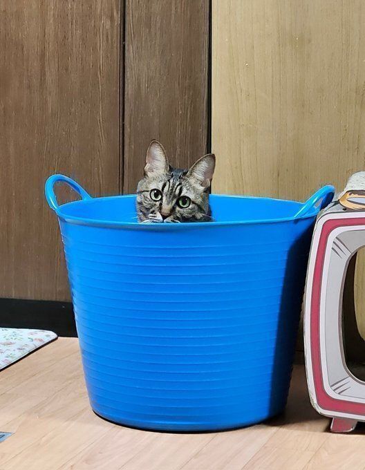 カゴの中からこちらを見る猫