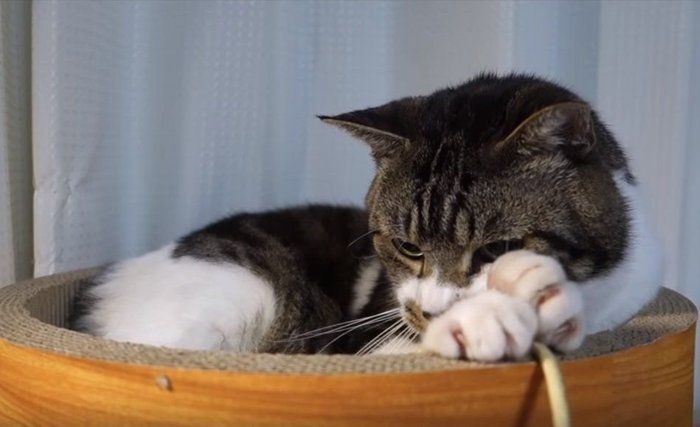 爪とぎベッドでくつろぐキジトラ