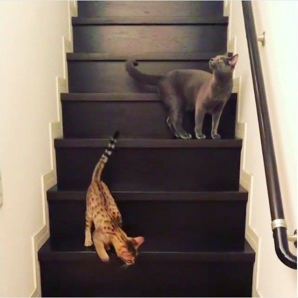 階段でたわむれるニャンズ