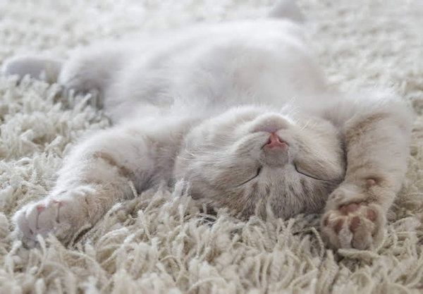 眠る猫