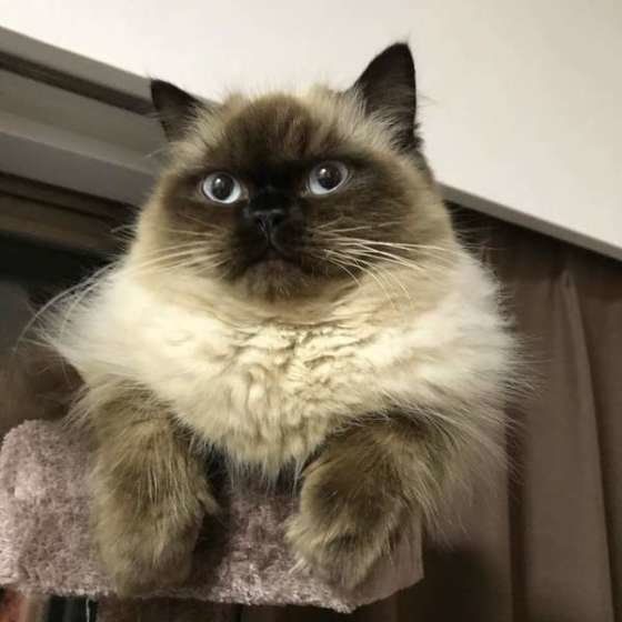ヒマラヤン・ティアラちゃん
