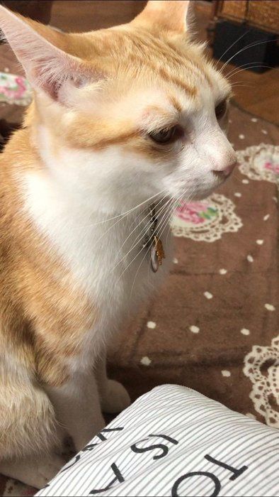 呆れ顔のごまじろう