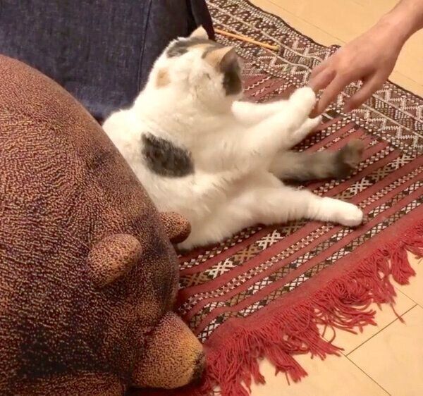飼い主さんとぬるい戦いを繰り広げるねね子ちゃん
