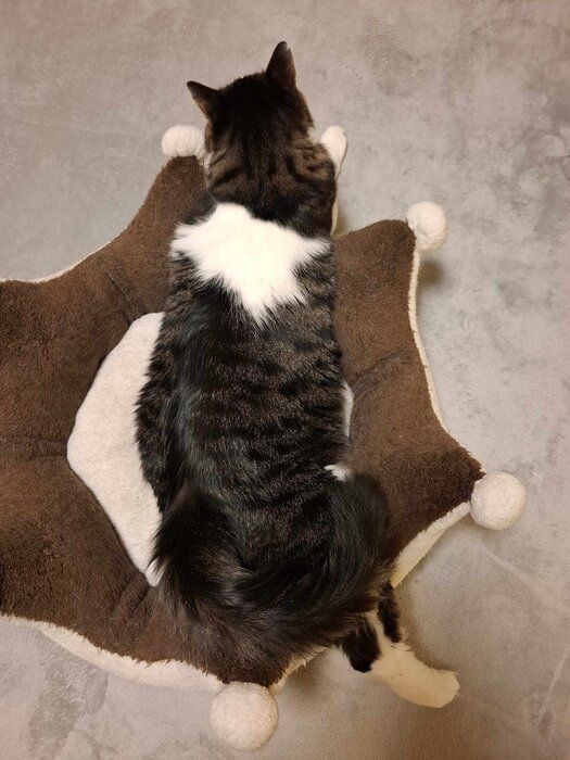 寝そべっている猫