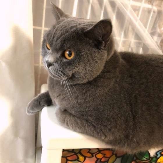 くつろぐブリティッシュショートヘア