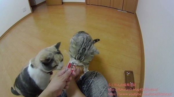 2匹の猫