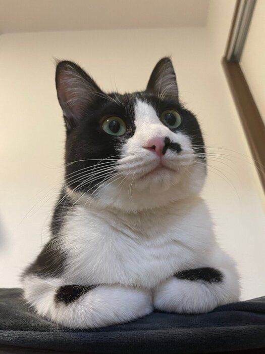 お迎え1カ月後の猫