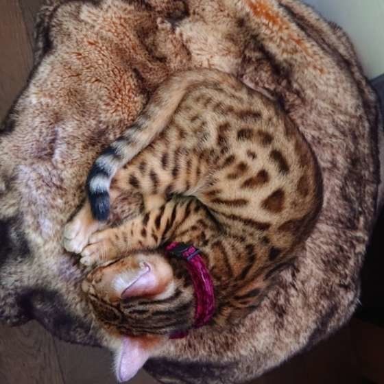 くつろぐベンガル