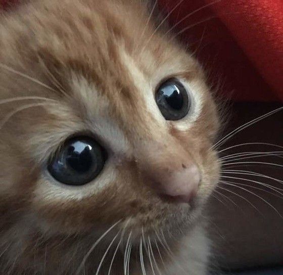 子猫のどらやき丸ちゃん
