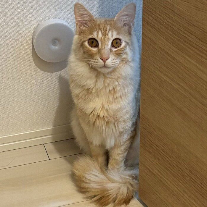 かしこまってオスワリをするつなくん