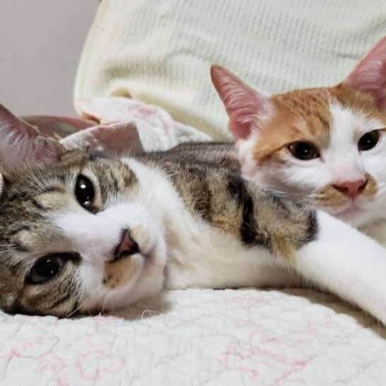 2匹の猫