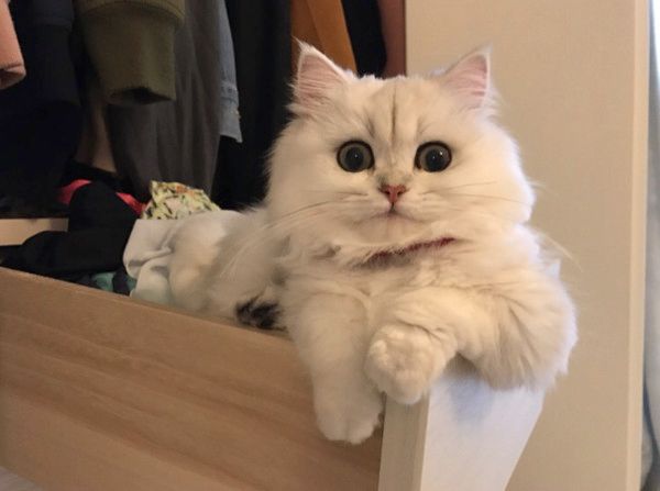 ドヤ顔をする猫