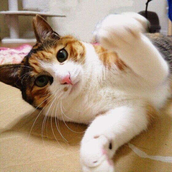 見つめるミケ