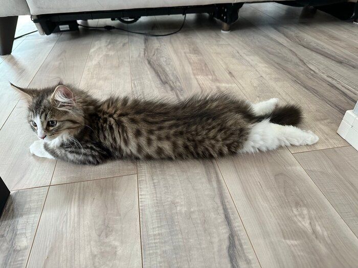 子猫時代のどんぐりくん