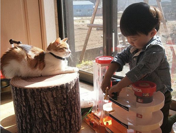 猫と弟くん