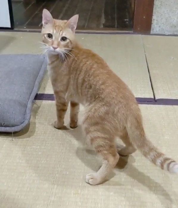 おもちゃで遊ぶ猫