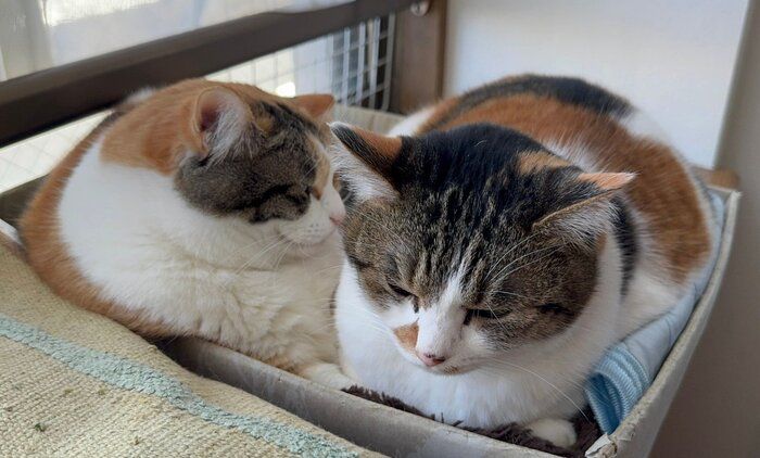 一緒に箱に入るクッキーちゃんとクラッカーちゃん