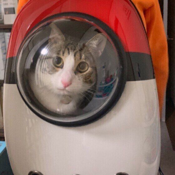 タルトくん