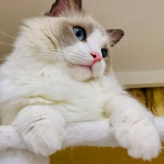 青い目の猫