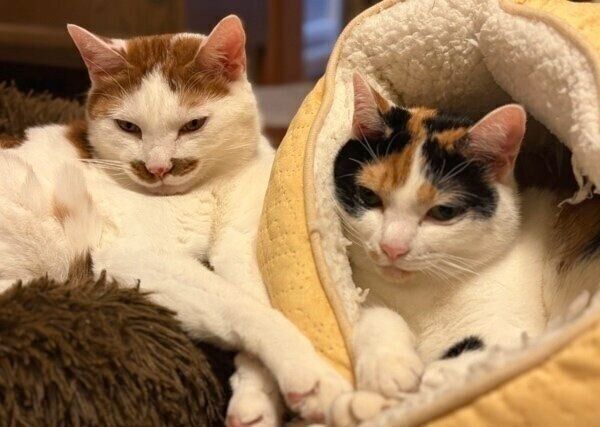 冬仕様でふくふくになるポッケくん、ニケちゃん