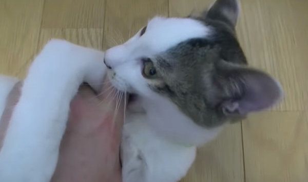 お風呂のときだけ大人しい猫