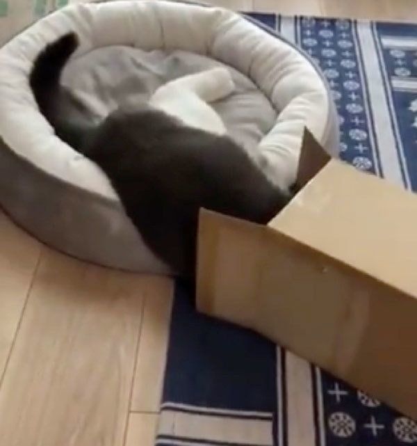 一本背負いを決められてしまうつぐまるくん
