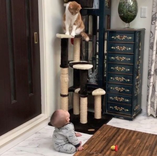 クールな猫