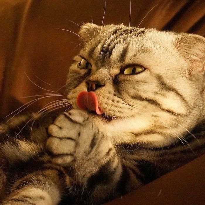 @tacos_cat
