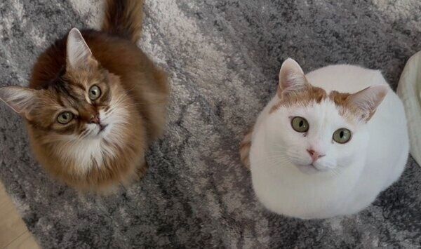 ゴハンの圧が強い菅田くんとほっちゃん