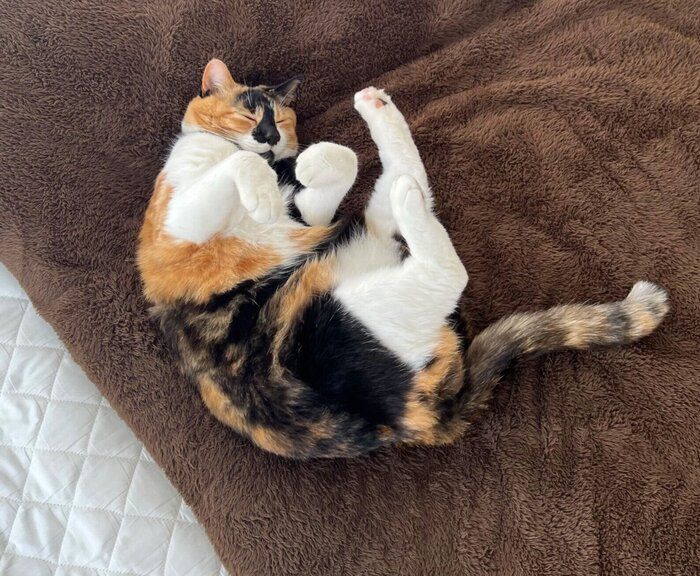 気持ちよさそうに眠るはなこちゃん