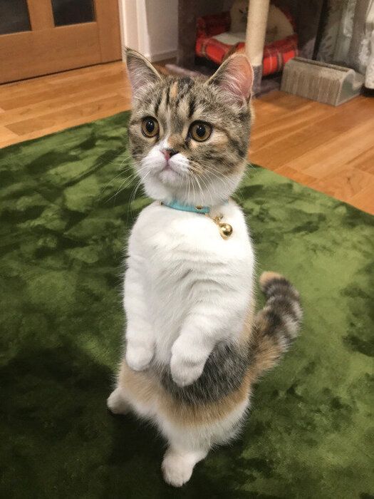 マンチカンのアンバー ちゃん