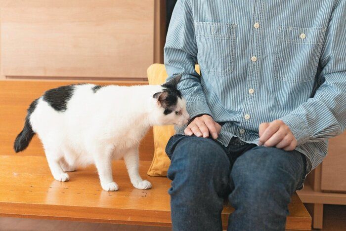 猫が近づくのを待つ