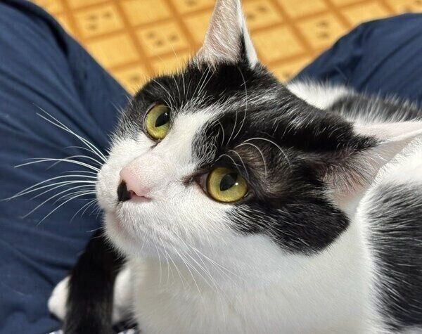 飼い主さんを見つめるむすびくん