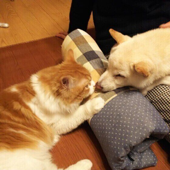見つめ合うスコティッシュフォールド・ロングヘアと柴犬