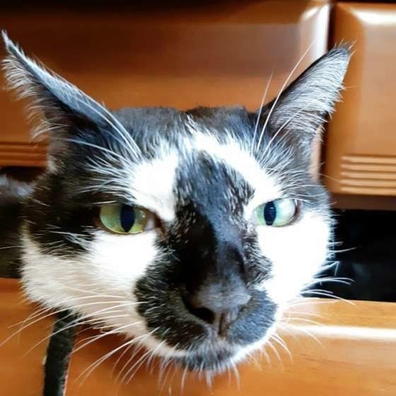 猫のエレンくん