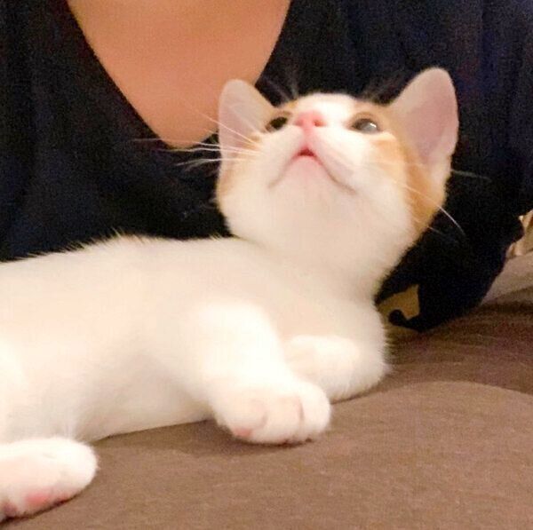 飼い主さんを見つめるもち丸くん