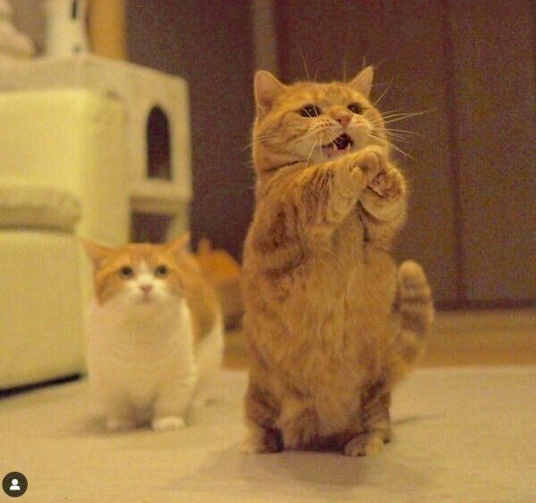 茶太郎くんのことを見つめるきなこちゃん